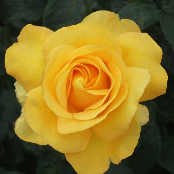 Rosa 'My Lovely Mum' - Bush Rose 3 Litre